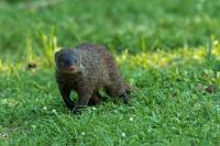 Banded mongoose