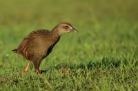 Gallirallus australis