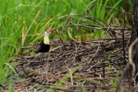 Irediparra gallinacea