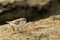 Calidris ruficollis