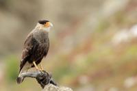 Argentina fauna