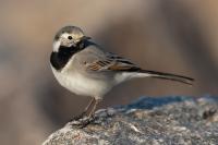 Motacilla alba