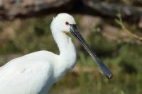 Platalea leucorodia