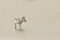 Calidris pygmaea