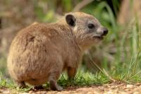 Bush hyrax