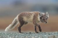 Arctic fox