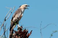 Nisaetus cirrhatus