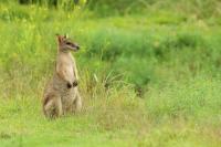 Agile wallaby