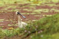 Platalea regia