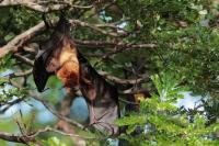 Indian flying fox