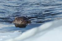 Eurasian otter