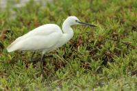 Egretta garzetta