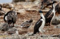 Phalacrocorax atriceps