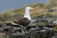 Larus dominicanus