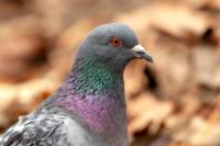 Columba livia domestica