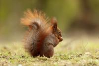 Red squirrel