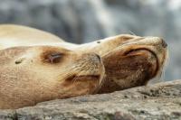 South American sea lion