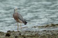 Egretta novaehollandiae