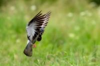 Columba oenas