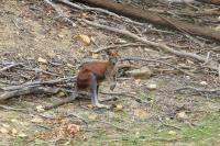 Eastern grey kangaroo