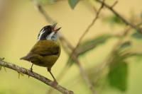 Chlorospingus pileatus