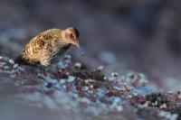 Calidris maritima