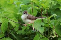 Prinia inornata