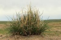 Mongolia flora