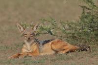 Black-backed jackal