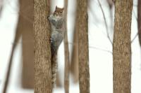 Eastern gray squirrel