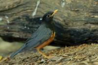 Turdus dissimilis