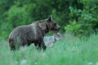 Brown bear