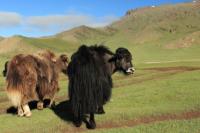 Yak