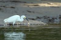 Egretta thula