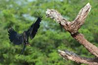 Anhinga melanogaster