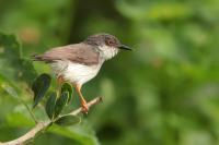 Prinia hodgsonii