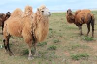 Bactrian camel