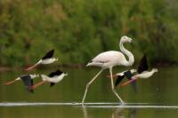 Phoenicopterus roseus