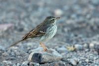 Anthus berthelotii