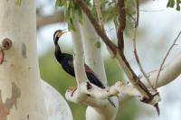 Anhinga novaehollandiae