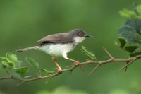 Prinia hodgsonii