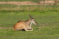 Common eland