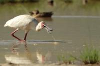 Platalea alba