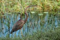 Ardea purpurea