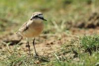 Charadrius pecuarius