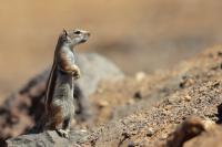 Barbary ground squirrel