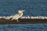 Pelecanus crispus