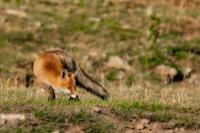 Red fox