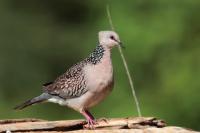 Streptopelia chinensis