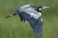 Ardea melanocephala